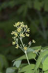 Blue cohosh